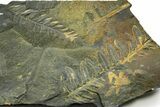 Fossil Seed Fern (Alethopteris & Pecopteris) Plate - Pennsylvania #377514-1